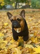 Худи для собак DogClub Brand М Black - изображение 4