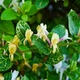 Жимолость пестролистная Aurea , Greenlife, контейнер 0,5л - изображение 1