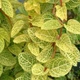 Жимолость пестролистная Aurea , Greenlife, контейнер 0,5л - изображение 2