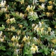 Жимолость японская Hall's Prolific, саженец, Greenlife - изображение 1