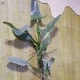 Філодендрон Silver GreenLife h 80-90 см - зображення 2