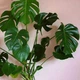Монтстера кімнатна, GreenLife контейнер 2л. - зображення 2