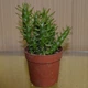 Кактус Эуфорбия тонкая GreenLife , контейнер 6х6 см - изображение 1