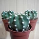 Кактус GreenLife Echinopsis Subdenudata контейнер d=6 см - зображення 3