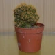 Кактус Маммиллярия Elongata cristata, GreenLife, контейнер d=5см - изображение 2