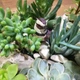 Суккулент микс (композиция из суккулентов и различного декора) GreenLife 12.97 - изображение 2