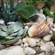 Суккулент микс (композиция из суккулентов и различного декора) GreenLife 12.97 - изображение 3