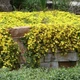 Делосперма Yellow Ise Plant - изображение 2