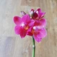 Орхидея Фаленопсис Pink мини, GreenLife h=20-25см - изображение 2
