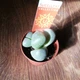 Литопсы (живые камни) №1, GreenLife, контейнер d=5см - изображение 1