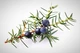 Благовония Тибетские HI Можжевельник Juniper 10х4х4 см (23058) - изображение 5