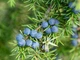 Благовония Тибетские HI Можжевельник Juniper 10х4х4 см (23058) - изображение 6