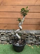 Фікус Бонсай Bonsai Ficus Ginseng, h 60-70см - изображение 1