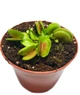 Растение Хищник Венерина мухоловка Дентата AlienPlants Dionaea muscipula Dentate размер S (SUN0017CP) - изображение 1