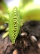 Растение Хищник Венерина мухоловка Дентата AlienPlants Dionaea muscipula Dentate размер S (SUN0017CP) - изображение 3