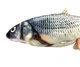 Іграшка для кота вібруюча жива риба CAPSBOARD FISH (340002) - зображення 3
