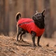 Жилет для собак Pet Fashion E.Vest M-2 - червоний - изображение 5