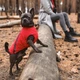Жилет для собак Pet Fashion E.Vest M-2 - червоний - изображение 6