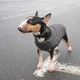 Жилетка для собак Pet Fashion E. Vest L (сірий) - зображення 7
