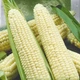 Насіння Кукурудза цукрова Русалка 20 г SeedEra 2738 - зображення 2