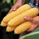 Насіння Кукурудза Суперсолодка 20 г GL Seeds (1807) - зображення 3