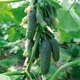KS 90 (НИБОРИ) Огурец Самоопыляемый Семена F1 Kitano Seeds 250 шт - изображение 1