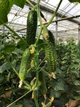 Страж (112-314) F1 Огірок Самозапильний Насіння Yuksel Seeds 250 шт - изображение 1
