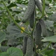 Ратник (112-315) F1 Огірок Самозапильний Насіння Yuksel Seeds 500 шт - изображение 2