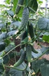 Ратник (112-315) F1 Огурец Семена Yuksel Seeds 250 шт - изображение 2