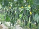 Капрікорн F1 Огірок Самозапильний Насіння Yuksel Seeds 250 шт - изображение 8