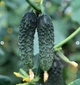 Лютояр F1 Огірок Самозапильний Насіння Yuksel Seeds 250 шт - изображение 9