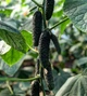 Лютояр F1 Огірок Самозапильний Насіння Yuksel Seeds 250 шт - изображение 7