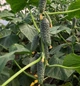 Лютояр F1 Огірок Самозапильний Насіння Yuksel Seeds 250 шт - изображение 11