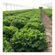 Кюрлі Салат Насіння Yuksel Seeds 5000 шт - изображение 1