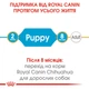 Сухой полнорационный корм для щенков Royal Canin Chihuahua Puppy породы чихуахуа возрасте от 2 до 8 месяцев 500 г (3182550722537) (24380051) - изображение 5