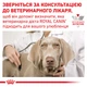 Влажный корм для взрослых собак Royal Canin Veterinary Recovery (паштет) 195 г (9003579307717) (40550021) - изображение 6