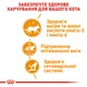 Консервований корм для котів для підтримки краси шерсті (шматочки в желе) Royal Canin Intense Beauty 85 г (9003579311721) - изображение 4