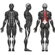 Гиперэкстензия горизонтальная InterAtletika Gym Standart, код: ST319 - изображение 2