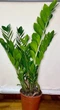Замиокулькас (Zamioculcas, Долларовое дерево), 50-60см, объем горшка 3л (RG147-2) - изображение 3
