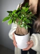 Фикус Микрокарпа бонсай h35 cm - изображение 2