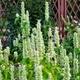 Семена лофанта тибетского (Lophanthus tibeticus) 300 семян OGOROD - изображение 1