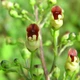 Семена норичника узловатого (Scrophularia nodosa) 100 семян OGOROD - изображение 3