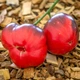 Семена томата Lovely Lush (Прекрасный Пышный) 10 семян OGOROD - изображение 7