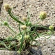 Насіння подорожника Індійський (Plantago arenaria) 1 грам OGOROD - зображення 2