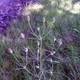Насіння подорожника Індійський (Plantago arenaria) 1 грам OGOROD - зображення 4
