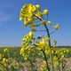 Насіння ріпаку 25 грамів OGOROD - зображення 1