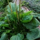 Насіння подорожника великого (Plantago мajor) 1 грам OGOROD - зображення 1