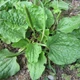Насіння подорожника великого (Plantago мajor) 1 грам OGOROD - зображення 2