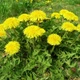 Насіння кульбаби лікарської (Taraxacum officinale) 50 насінин OGOROD - зображення 3