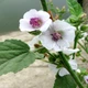 Насіння алтею лікарського (Althaea officinalis) 300 насінин OGOROD - зображення 1